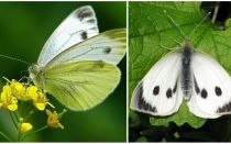 Opis i fotografije gusjenica i leptira kupusa