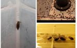 Hvordan håndteres woodlice i badeværelset og toilet