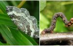 Beskrivelse, navn og foto af forskellige typer af larver