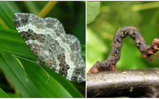 Descrição, nome e foto de vários tipos de lagartas