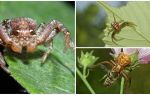 Description and photo of crab spider (non-isometric bokhoda)