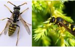 Hvad vepsene ligner, billeder og beskrivelser af forskellige typer af hveps