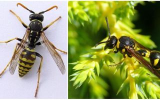 Wat zijn wespen, foto's en beschrijvingen van verschillende soorten wespen