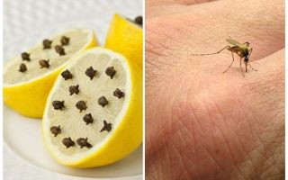 Lemon dengan ulas nyamuk untuk kanak-kanak dan orang dewasa