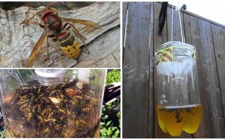 Armadilhas caseiras para vespas e vespas