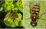 Description and photo of a striped fly resembling a wasp