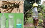 How to make a trap for wasps from a plastic bottle