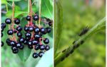 Hvordan slippe af bladlus på fugle kirsebær