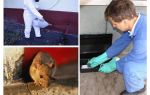 Utryddelse av rotter og mus med spesialiserte tjenester