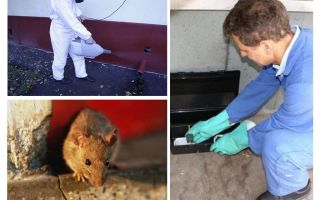 Εξολόθρευση ποντικών και ποντικών από εξειδικευμένες υπηρεσίες