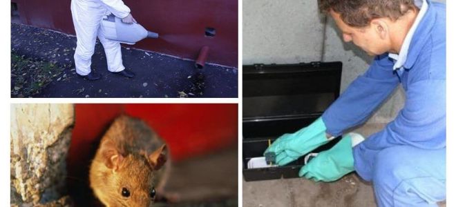 Eksterminacja szczurów i myszy za pomocą specjalistycznych usług