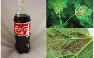 Coca-Cola från bladlusen