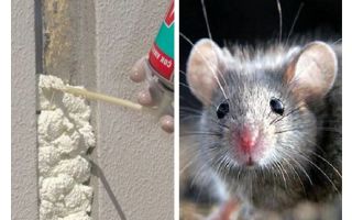 Czy myszy jedzą pianę