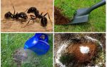 Kako da biste dobili osloboditi od mrava u vrtu narodnih lijekova