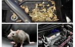 Kako izvući miševe iz automobila