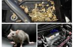 Bagaimana untuk mendapatkan tikus dari kereta