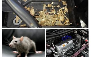 Jak wyciągnąć myszy z samochodu