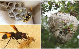 Hvordan bli kvitt veps i apiary