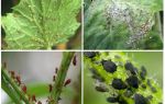 Hvordan håndtere bladlus i hagen og i hagen til folkemidlene