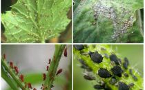 Hvordan man skal håndtere bladlus i haven og i folkemusikens have