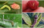 Hvordan slippe af med larver på hindbær
