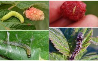 Hvordan slippe af med larver på hindbær