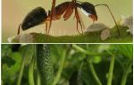 Hvordan man skal håndtere myrer i haven med agurker