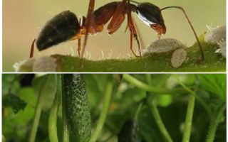 Jak radzić sobie z mrówkami w ogrodzie z ogórkami