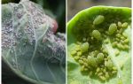Hvordan og hva å behandle bladlus på kål