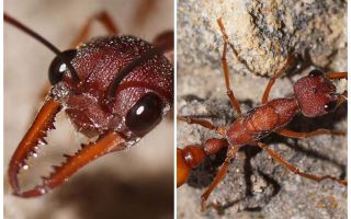 Buldogi mrówek