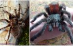 Pavouk tarantula doma