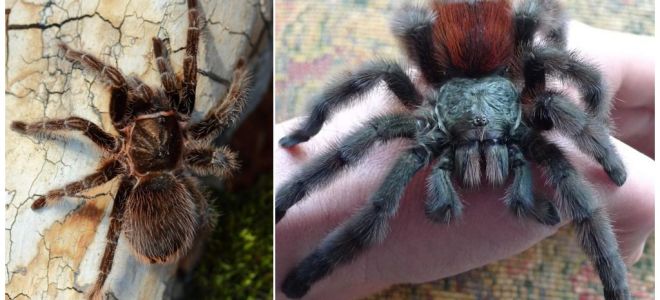 Spider tarantula at home