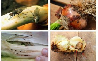 Jak pozbyć się muszek cebuli