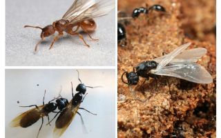 Krilati mravi