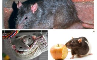 Ciekawe fakty dotyczące szczurów