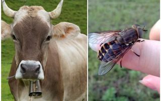 Hvordan man behandler en ko fra gadflies og gadflies derhjemme