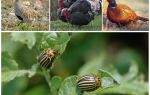 Što ptice i insekti jedu koloradske kukce