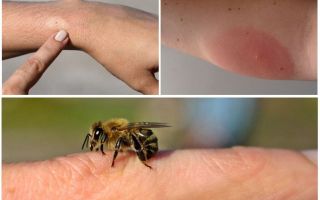 Allergisk reaktion på bi-sting, hvad skal man lave