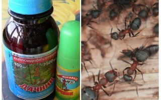चींटियों से ग्रीष्मकालीन निवासी का मतलब है