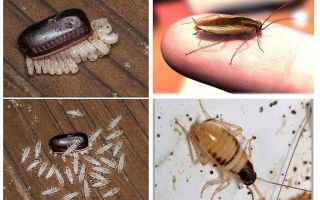 Jak rodzą się karaluchy domowe