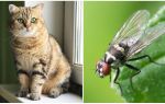 Što učiniti ako mačka ili mačka jedu muhu