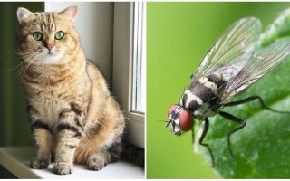 Τι πρέπει να κάνετε εάν μια γάτα ή μια γάτα έφαγε μια μύγα