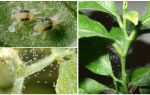 Comment se débarrasser des acariens sur les plantes d'intérieur