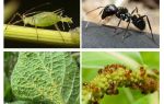 Type forhold mellem myrer og bladlus