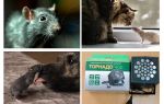 Hva er rotter og mus redd for?