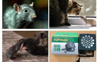 Czego boją się szczury i myszy?