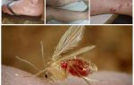 Beskrivelse og bilder av mygg