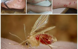 Beskrivelse og billeder af myg