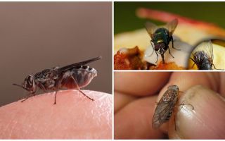 Dlaczego muchy lądują na ludziach