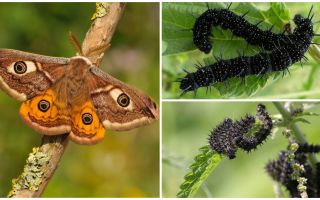 Beskrivelse og billede af påfuglens larver